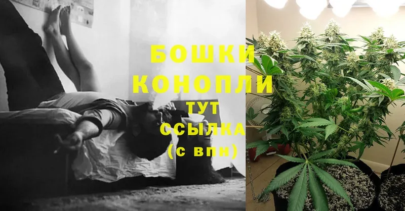 Каннабис Ganja  Цоци-Юрт 